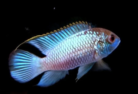 Наннакара неоновая (Nannacara sp. Electric Blue) 
