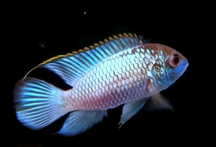 Наннакара неоновая (Nannacara sp. Electric Blue) 