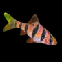 Барбус пятиполосый (Desmopuntius pentazona) 