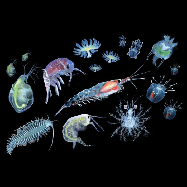 Зоопланктон (коловратка/циклоп)