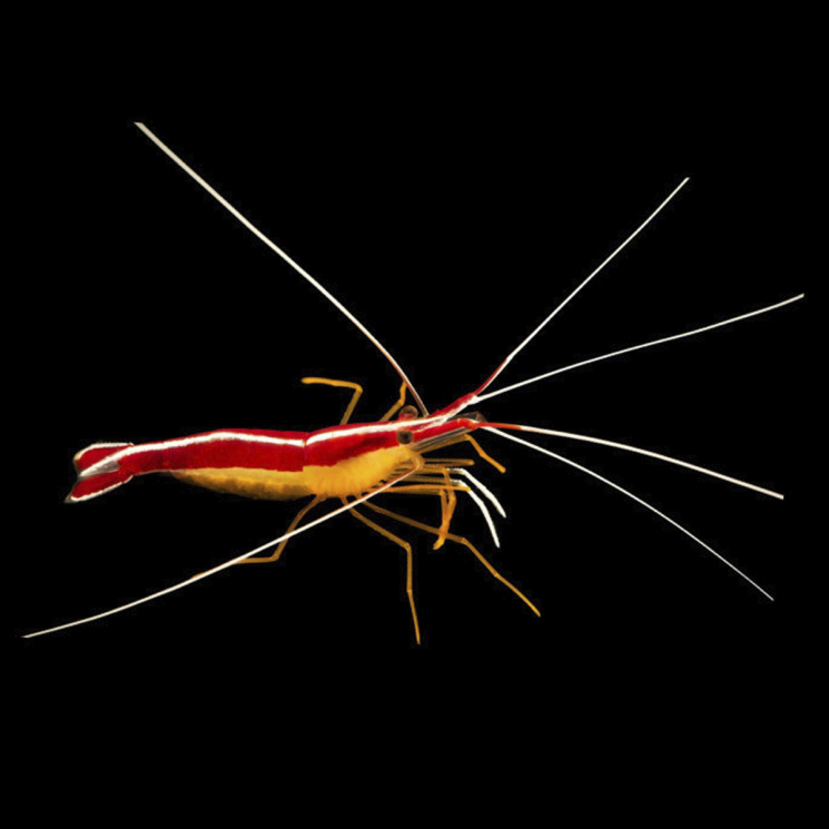 Креветка доктор тихоокеанская (Lysmata amboinensis)