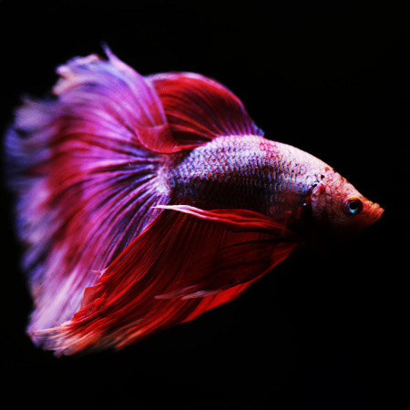 Готовое решение «Большой круглый аквариум с рыбкой Петушком»