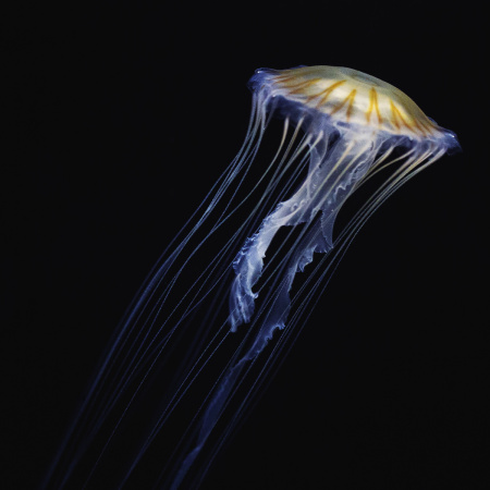 Готовое решение «Аквариум с медузами» 