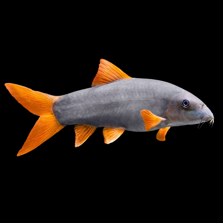 Боция модеста (Botia modestа)