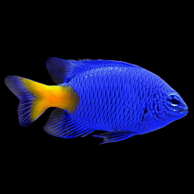 Хризиптера желтохвостая (Chrysiptera parasema)