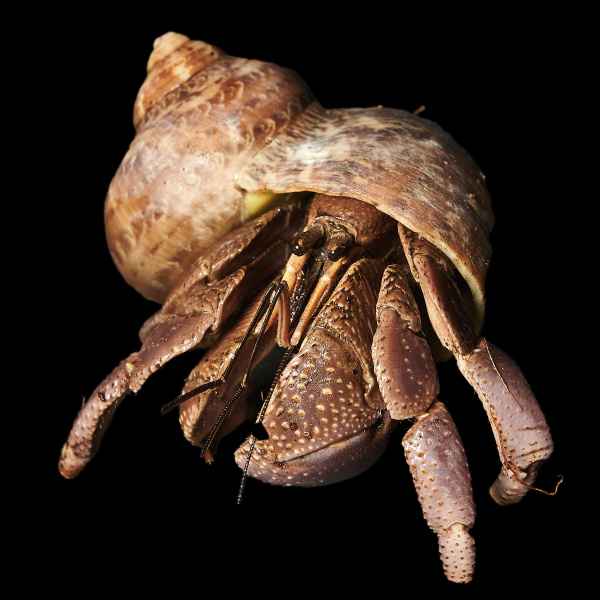 Сухопутный рак-отшельник (Coenobita brevimanus)