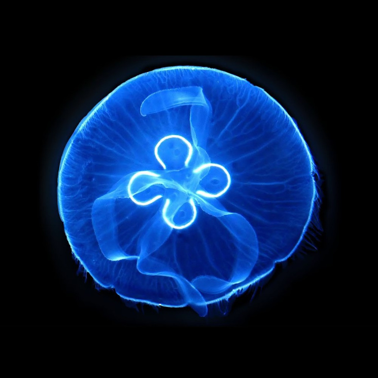 Аурелия ушастая (Aurelia aurita)