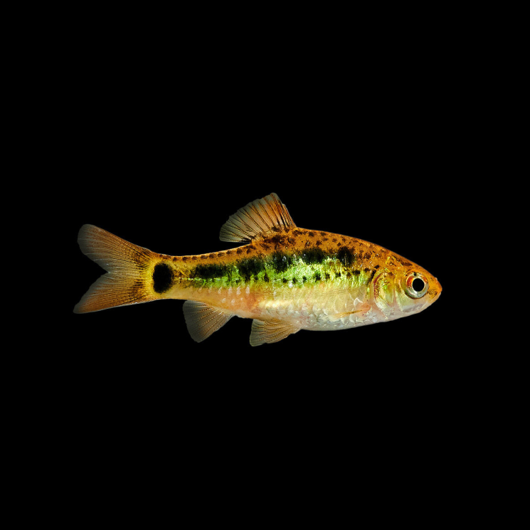 Барбус Шуберта (лат. Barbus semifasciolatus var. schuberti)